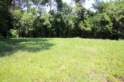 Photo of grassy lot with trees