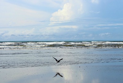 Photo of seagull flying over beach