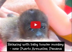 video screen shot of baby monkey on a person's lap with text