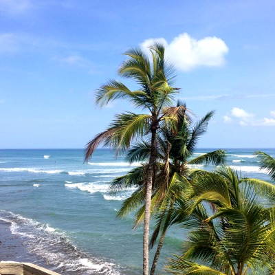 palm trees, ocean waves, and blue skies