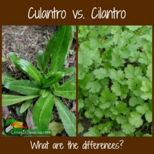 photo of the culantro and cilantro plants with text