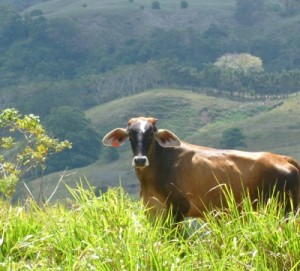 brown cow looking straight ahead on a green hill