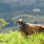 a brown brahma cow on green hilly terrain