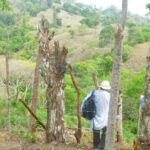 hilly area, living fence and workers