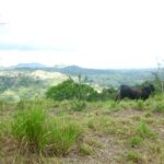 hilly farm terrain, a cow, and a view