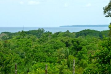 green trees and ocean view in distance