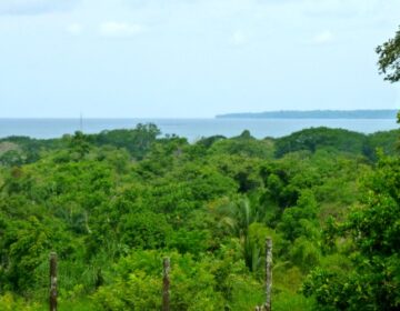 green trees and ocean view in distance