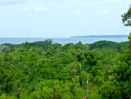 green trees and ocean view in distance