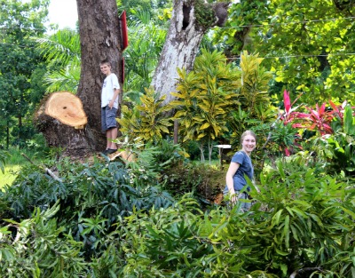 2 kids standing on just cut down mango tree branches