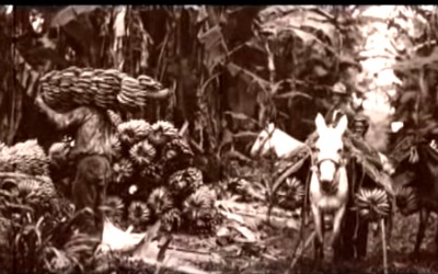 old photo of banana harvesting with men and mules