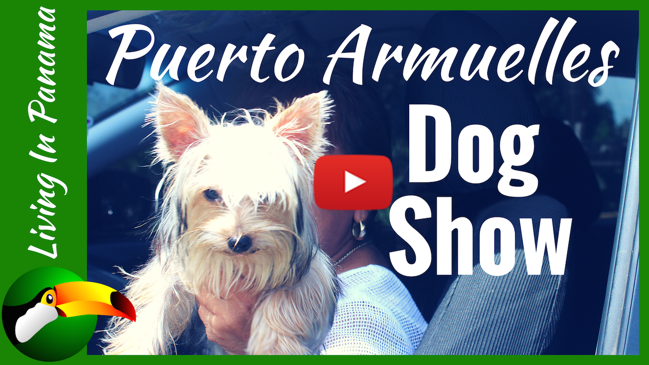 The Puerto Armuelles Dog Show – An Event That Starts On Time Here