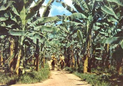 old photo of banana plantation, dirt road in middle with 2 people on horseback