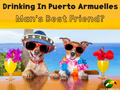 graphic with photo of 2 dogs wearing sunglasses and tropical hats sitting at bar with tropical drinks