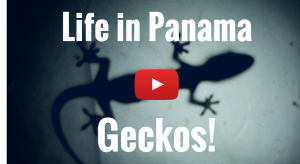 Silhouette of a gecko with text