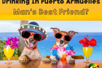 graphic with photo of 2 dogs wearing sunglasses and tropical hats sitting at bar with tropical drinks