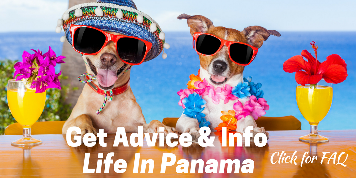 Photo of 2 dogs with sunglasses & casts, sitting at bar with tropical drinks plus text