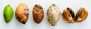 photo of stages of fruit to seed of the tropical Almond.