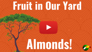 Video thumbnail with almond tree and text