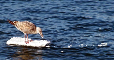 small bird standing on and eating styrofoam that is floating on ocean