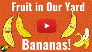 Thumbnail of video about bananas in our yard