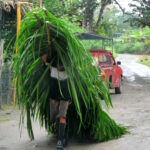 man almost hidden under load of palm leaves on his back