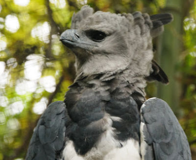 photo of a harpy eagle