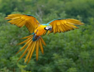 A yellow tropical bird flying high above jungle