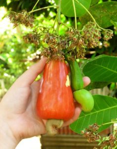 red & green cashew fruit with a nut on both