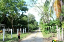 unpaved road, young boy, road lined with trees