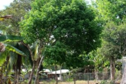 flat grassy area, fences, trees